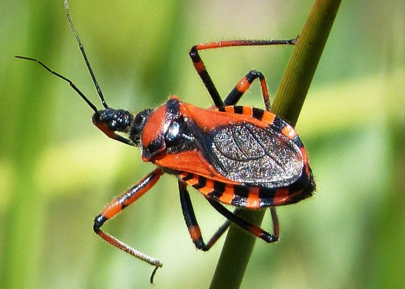 Black and Orange Bugs