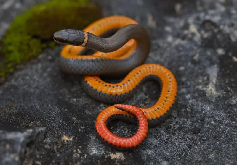 ring-necked-snake-800x558-1 Types of Snakes in Oklahoma