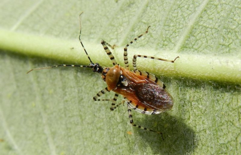 Black and Orange Bugs