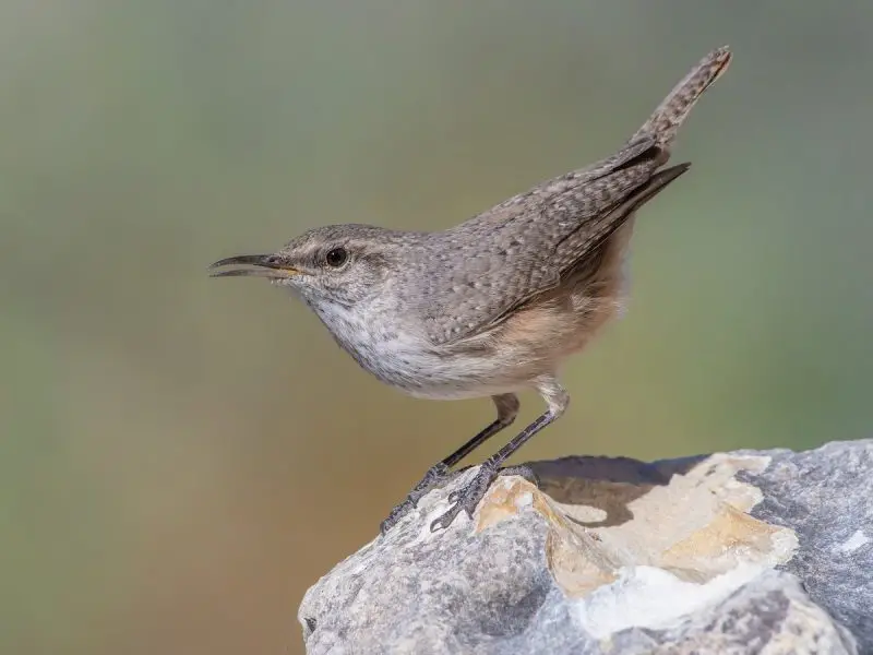 Wrens in Georgia