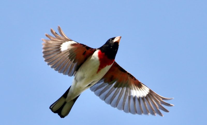Black Birds with White Stripes on Wings