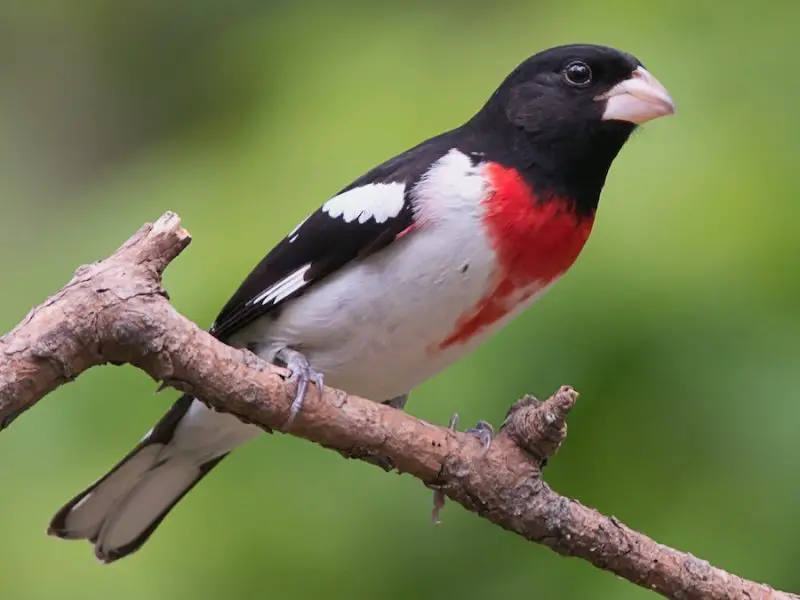 Cardinals in Florida