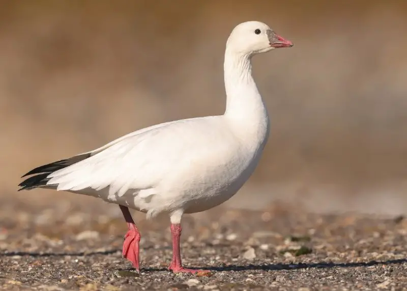 Geese in Oregon