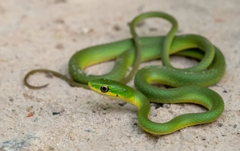 rough-greensnake-800x504-1 Types of Snakes in Oklahoma