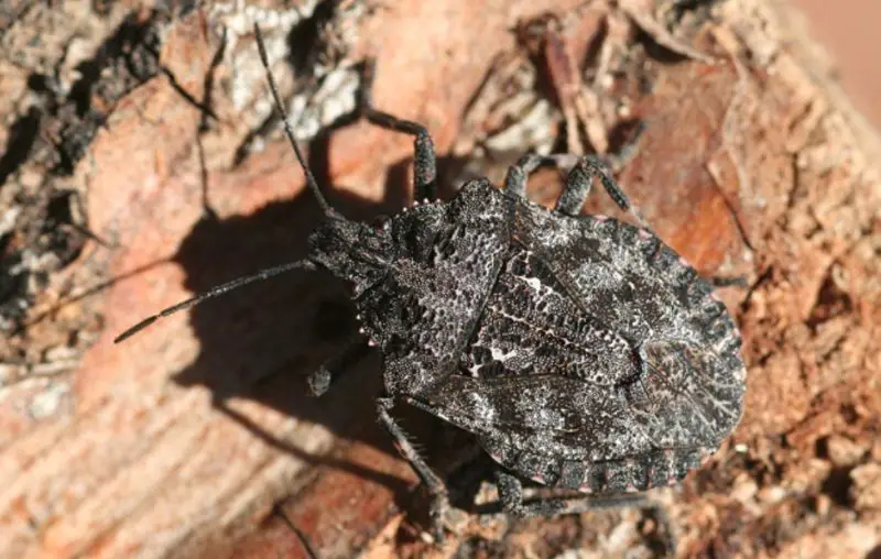 Stink Bugs in Texas
