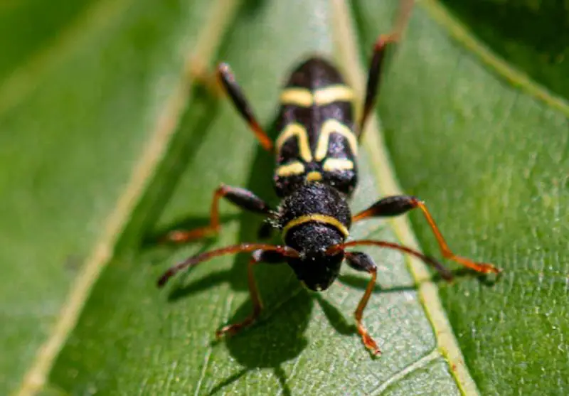 Yellow Beetles with Black Spots