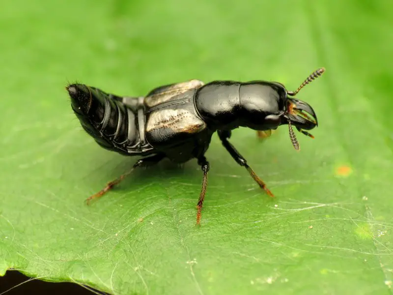Types of Beetle Insects
