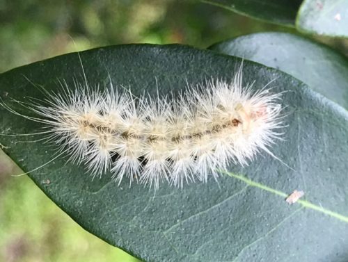 20 Types of White Caterpillars (With Pictures)