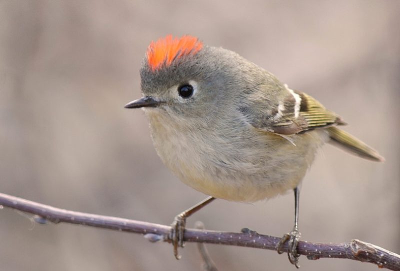 Backyard Birds in Alabama