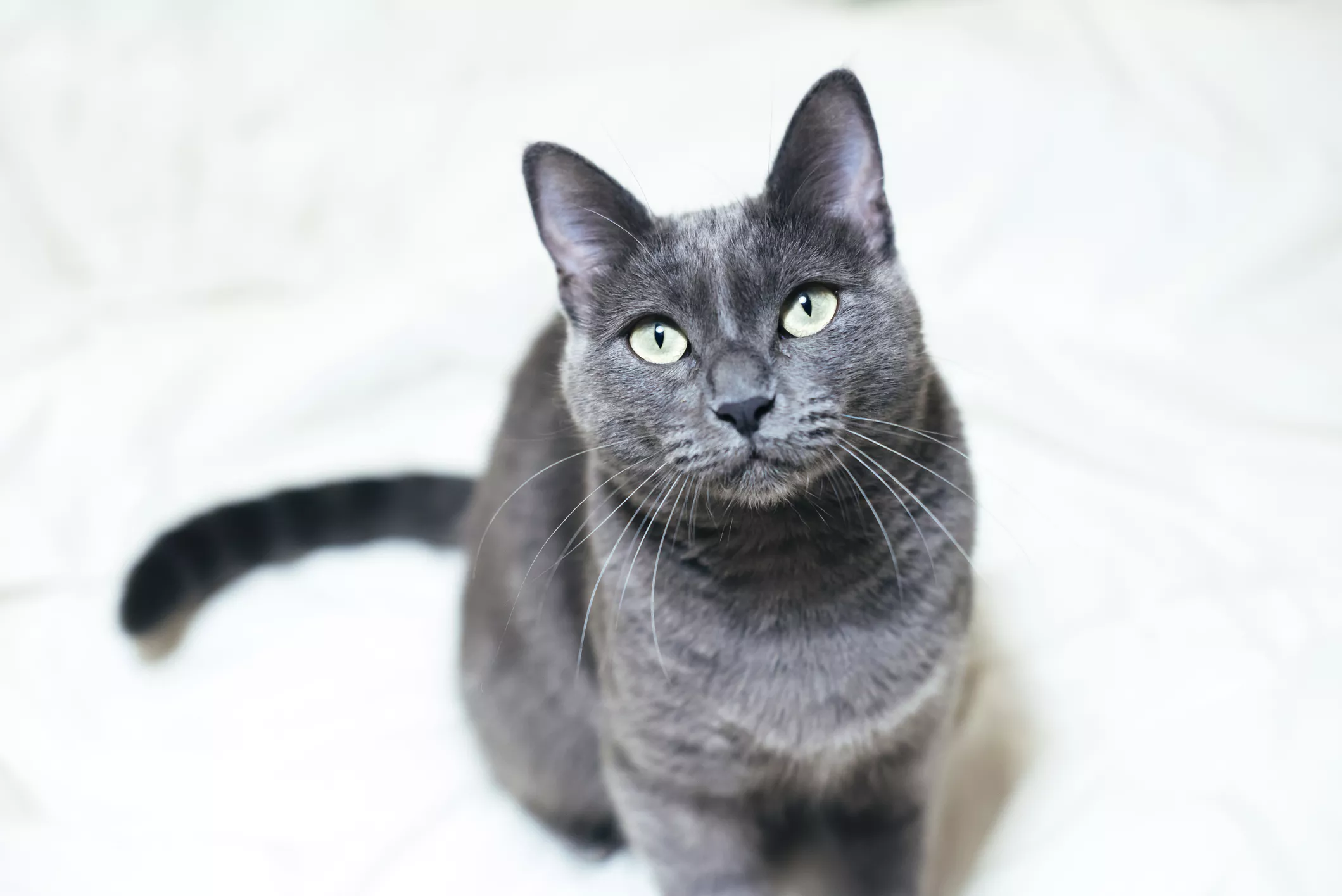 Russian blue cat looking up