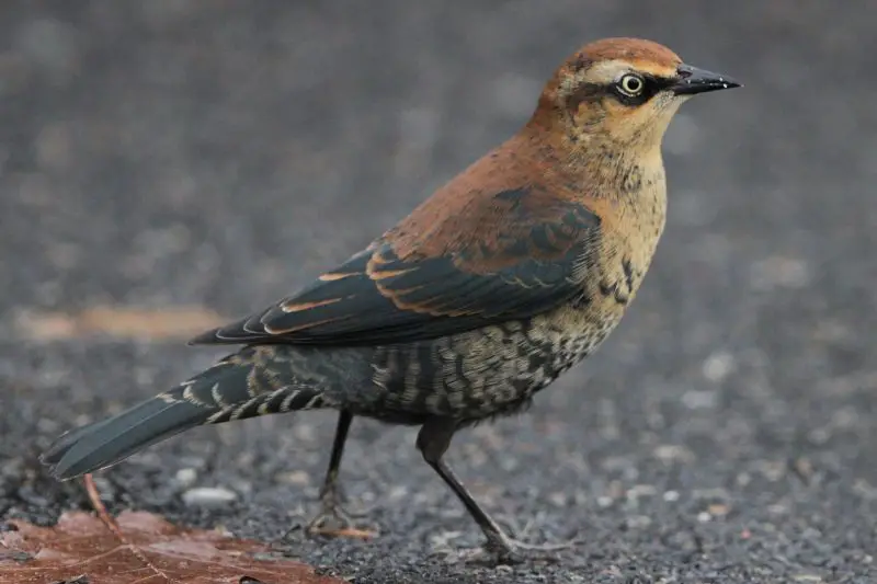 black bird with brown head