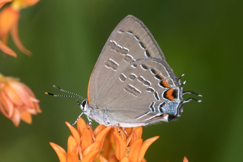 Michigan Butterflies