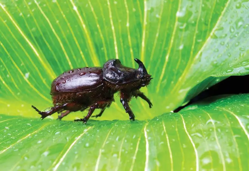 Types of Beetle Insects