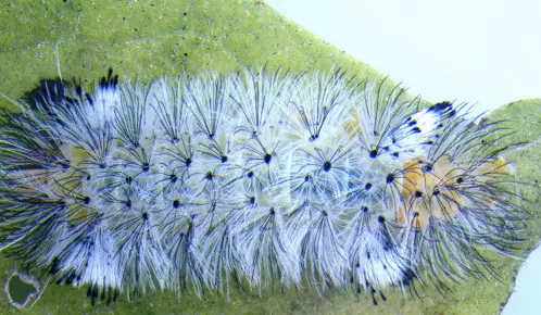 20 Types of White Caterpillars (With Pictures)