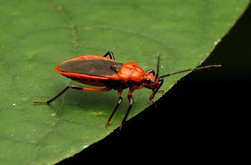 Black and Orange Bugs