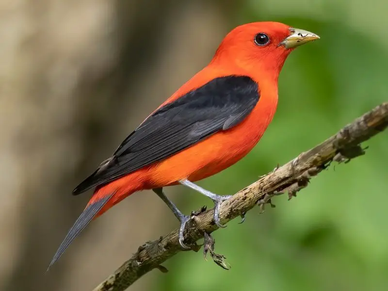 Cardinals in Florida
