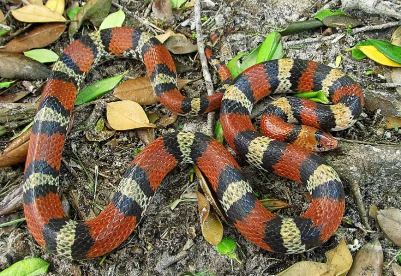 scarletsnake-800x551-1 Types of Snakes in Oklahoma