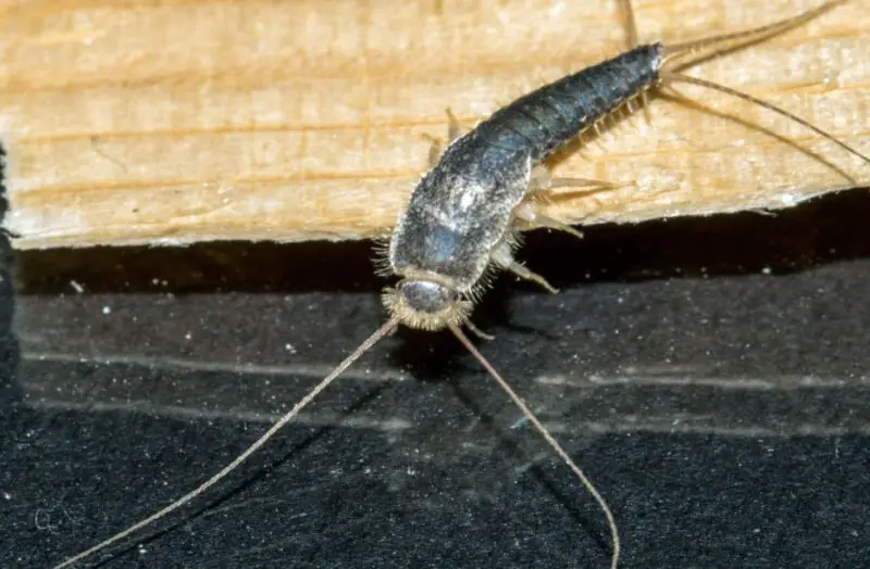 Tiny Black Bugs In House Near Windows