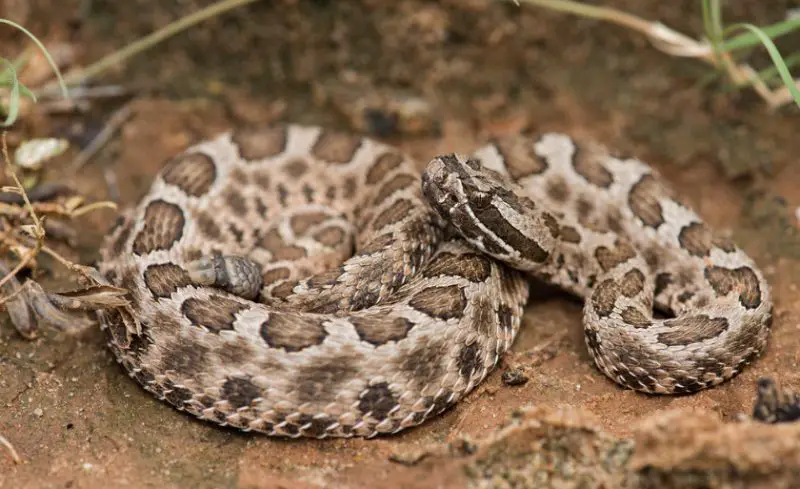 White Snakes With Black Stripes