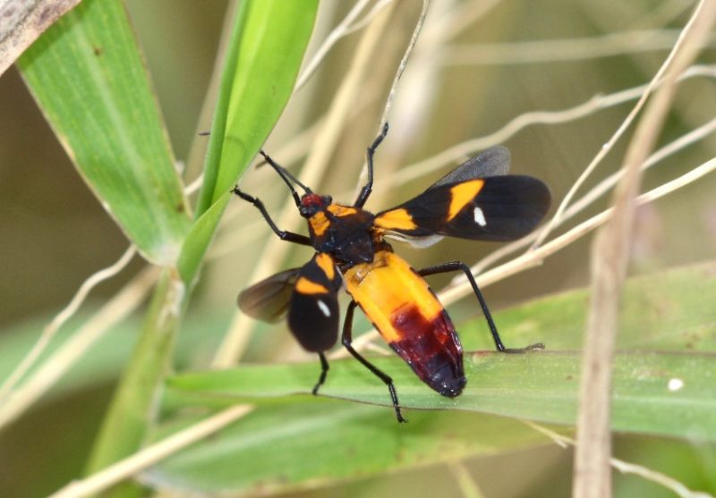 Black and Orange Bugs