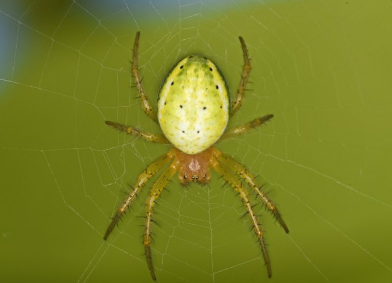 Spiders in California