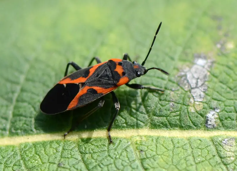 Black and Orange Bugs