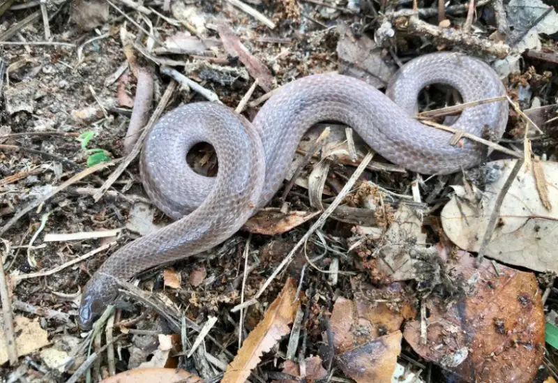 smooth-earthsnake-800x549-1-2 Types of Snakes in Oklahoma