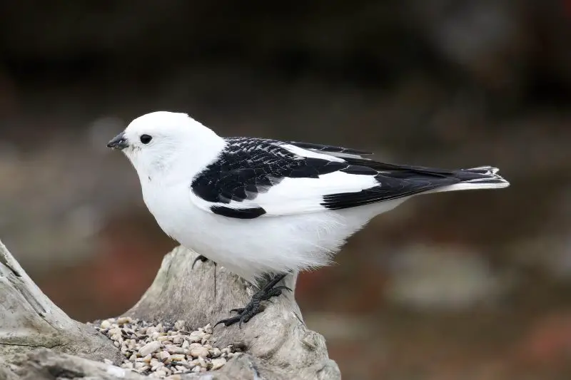 Black and White Birds in Colorado
