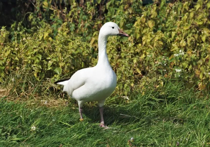 Geese in Oregon