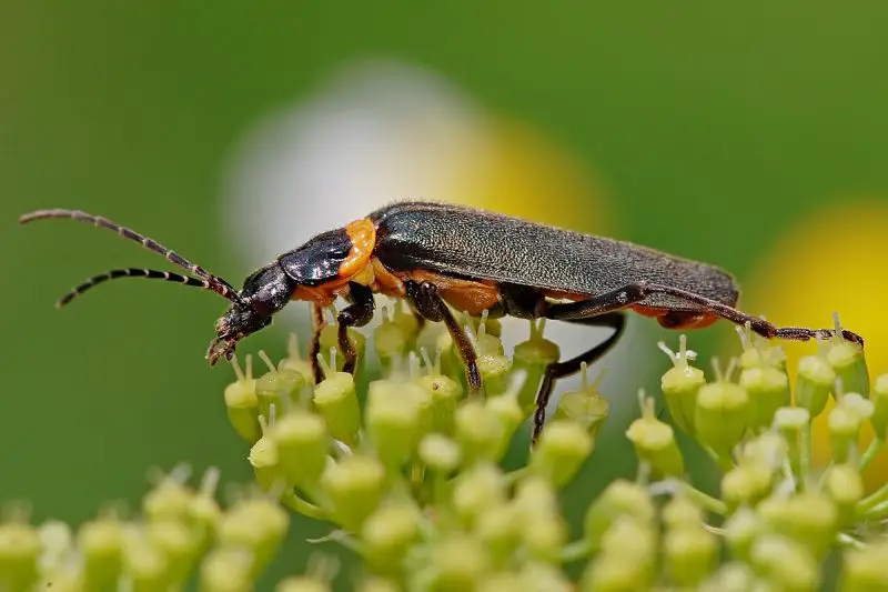 Types of Beetle Insects