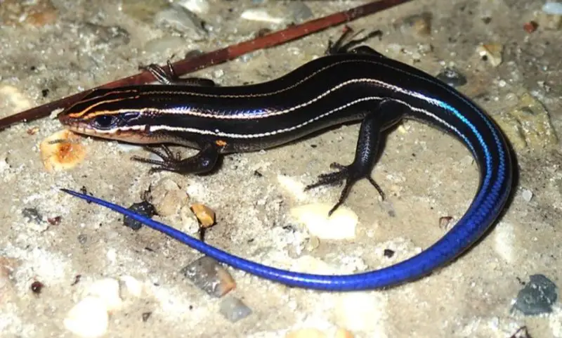 Lizards in South Carolina