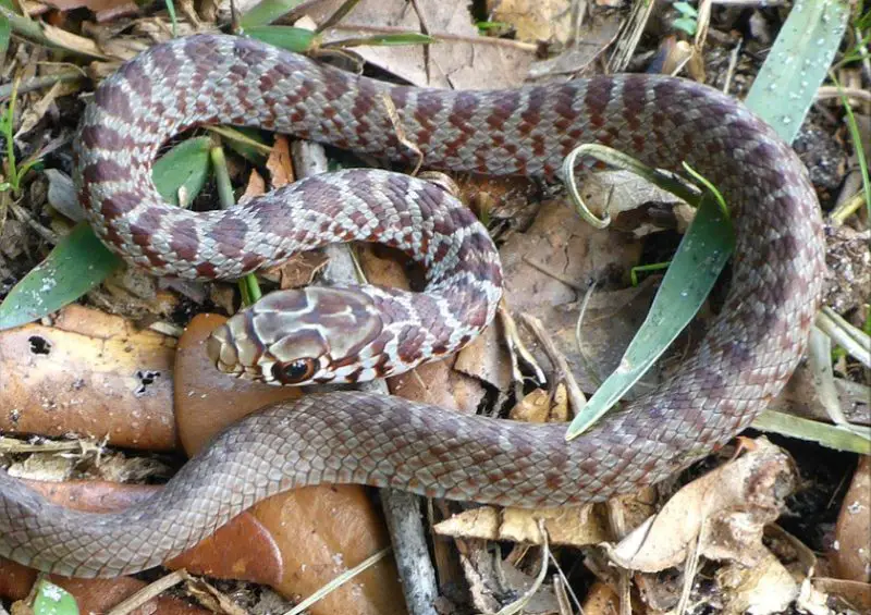 White Snakes With Black Stripes