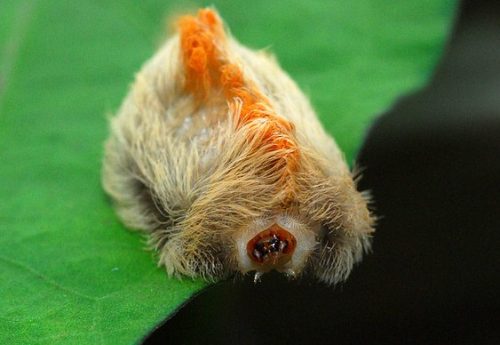 20 Types of Arizona Caterpillars (With Pictures)