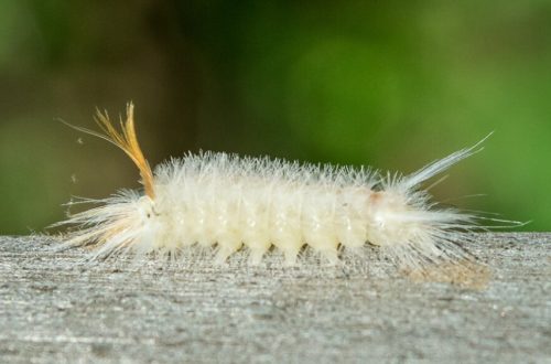 20 Types of White Caterpillars (With Pictures)