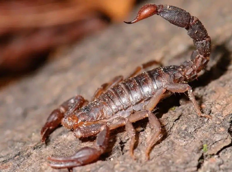 Scorpions in Georgia