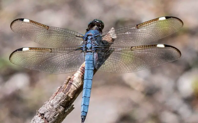 Dragonflies in Massachusetts