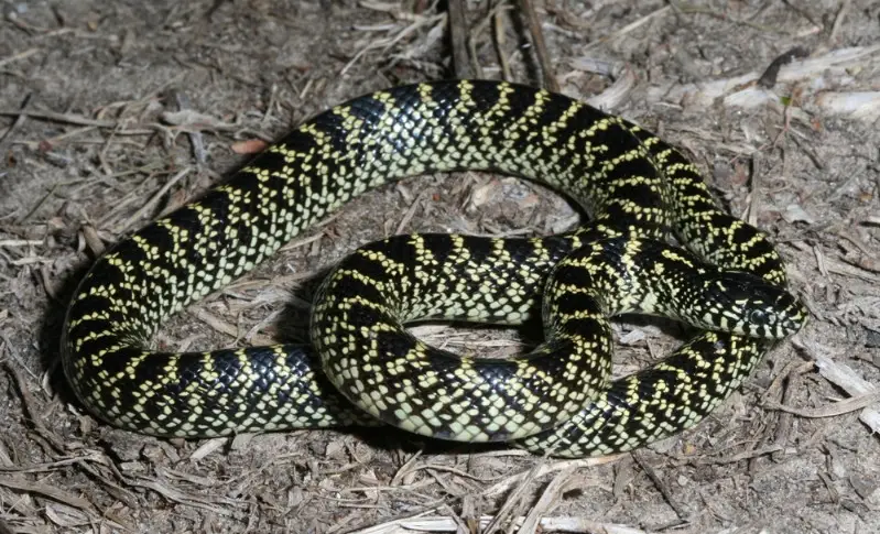 White Snakes With Black Stripes