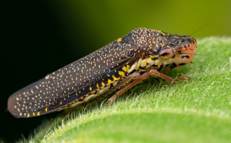 Black and Orange Bugs