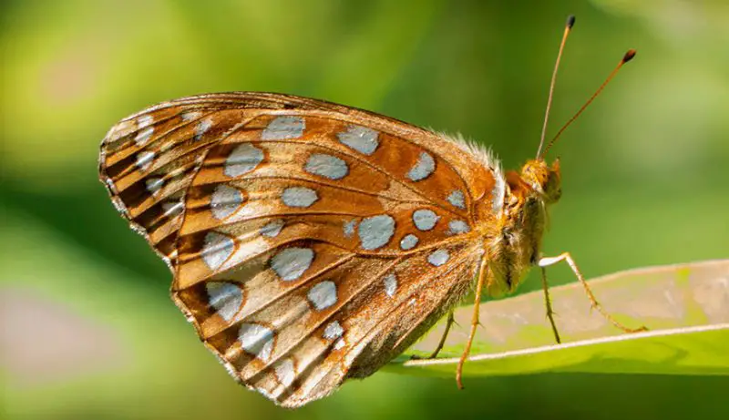 Michigan Butterflies