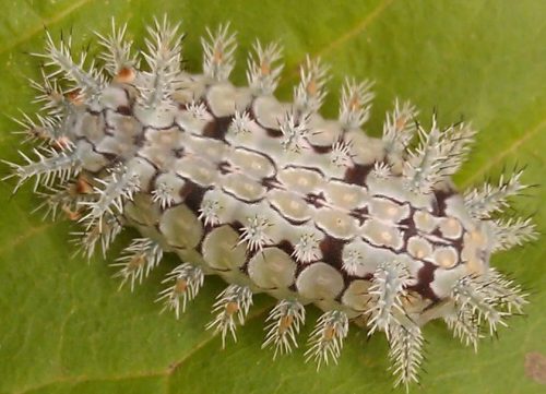 20 Types of White Caterpillars (With Pictures)