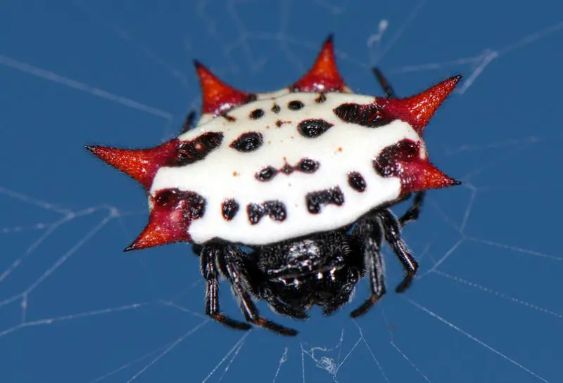 spinybacked-orbweaver-1-800x545-1 Spiders in Arkansas