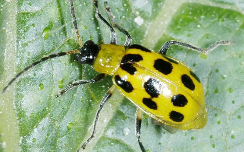 Yellow Beetles with Black Spots