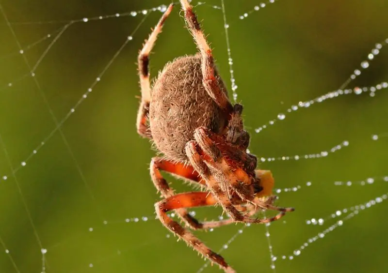 spotted-orbweaver-1-800x564-1-1 Spiders in Oklahoma
