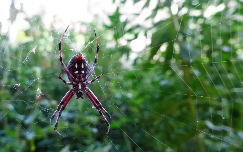 spotted-orbweaver-800x501-1-1 Brown Spiders in Texas