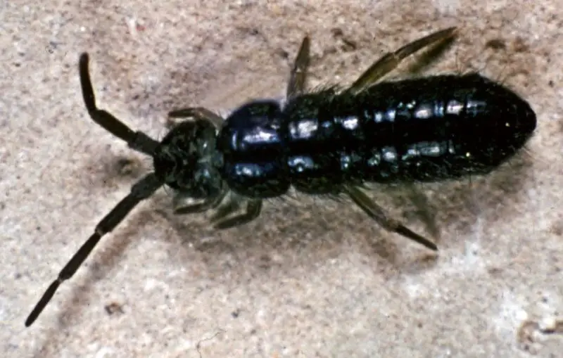 Tiny Black Bugs In House Near Windows