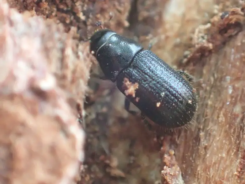 Types of Beetle Insects