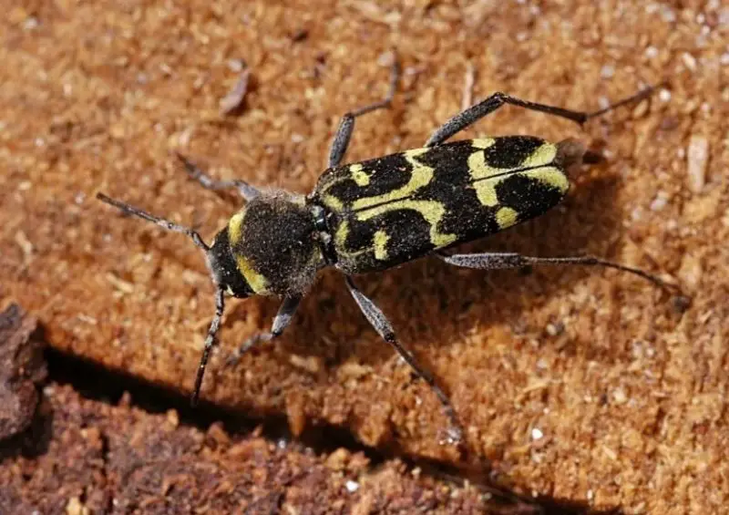 Yellow Beetles with Black Spots