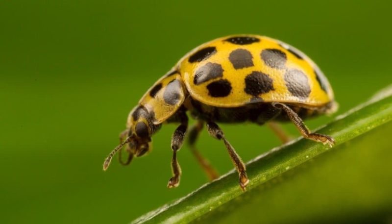 Yellow Beetles with Black Spots