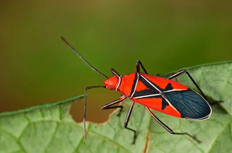 Black and Orange Bugs