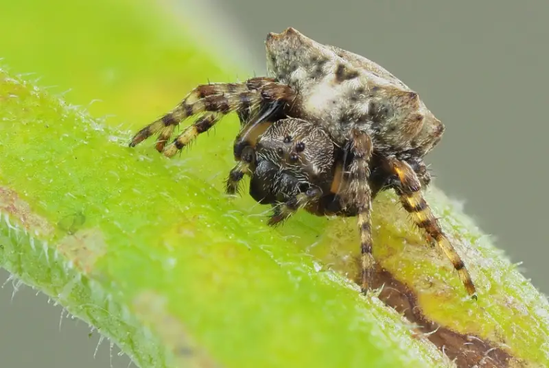 starbellied-orbweaver-800x537-1 Brown Spiders in Texas